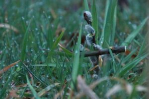 Wielkanocne tradycje