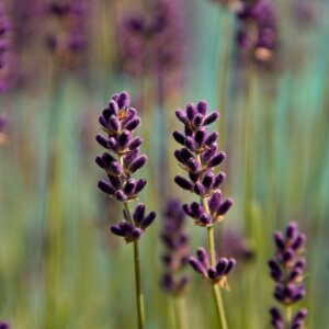 Człowiek, który&nbsp;zrozumiał naturę